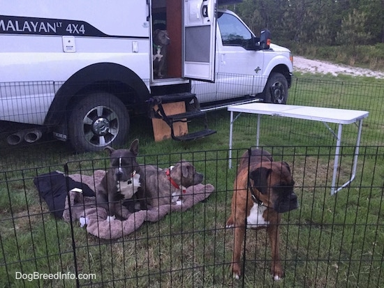 Four dogs inside of a penned area around an RV camper - An American Pit Bull Terrier is sitting inside of a camper. In front of the camper are two dogs sitting and laying on a dog bed and standing directly in front of a pen is a brown brindle with black and white Boxer.