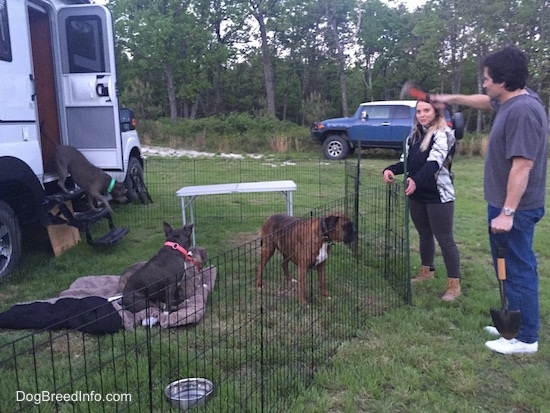 A blonde haired girl and a man holding a shovel has a hammer in his hand has he works on placing a pen around a camper. Coming out of the camper is an American Pit Bull Terrier. There are three dogs sitting, laying and standing in grass right in front of the camper.