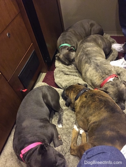 Four dogs are sleeping on dog beds inside of a camper.