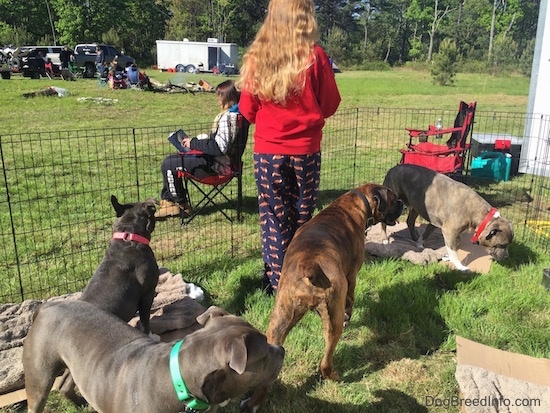 A blonde haired girl is standing inside of a pen with four dogs. In the background there are other people begining to setup there campsites.