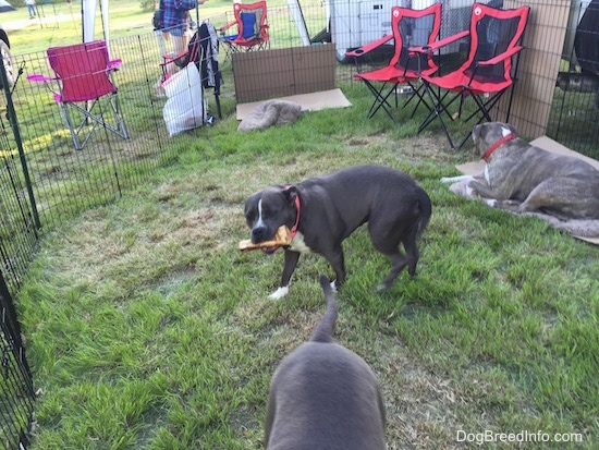 A blue nose American Bully Pit is standing in grass and she is chewing on a bone. A blue nose Pit Bull Terrier is laying on a dog bed and looking to the right.