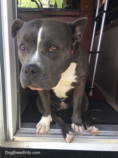 Close up - A blue nose American Bully Pit is sitting in the doorway of a camper. She is looking forward.