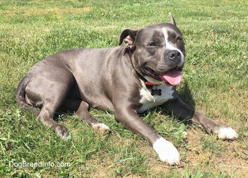 A blue nose American Bully Pit is laying across grass. Her mouth is open and tongue is out. She is looking to the right. She has a very thick body.