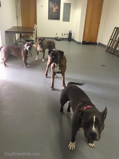 A line of four dogs are standing in a waiting room with a gray floor and they are looking forward.