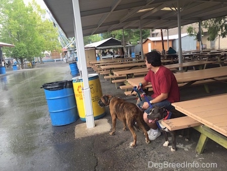 A man in a red shirt is sitting on a bench under a pavilion out of the rain and he is holding the leash of a brown brindle with black and white Boxer and an American Bully dog.