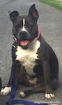 A blue nose American Bully Pit is sitting on a blacktop surface. She is wearing a blue leash, her mouth is open and her tongue is out. Her left ear is up.