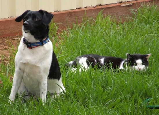 A black and white Miniature Foxillon dog is sitting with a stalking black and white cat behind it.