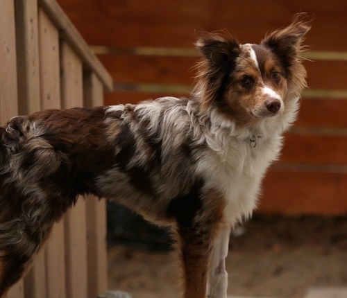 A merle brown grey, tan, black and white Miniature Australian Shepherd is standing outside at the top of a staircase.