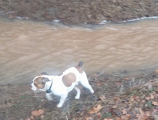 A white with brown Miniature English Bulldog is running next to a rushing brown stream of water