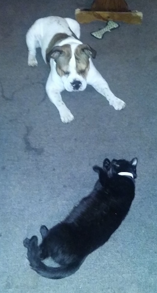 A white with brown Miniature English Bulldog is laying on a gray-blue carpet staring at a black cat that is laying on its right side in front of it. There is a plush dog toy and a chewed wooden table behind them.