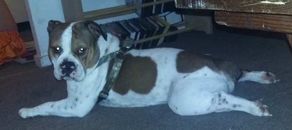 A white with brown Miniature English Bulldog is wearing a harness laying stretched out on a carpet. There is a person in orange shorts sitting outside of the doorway.