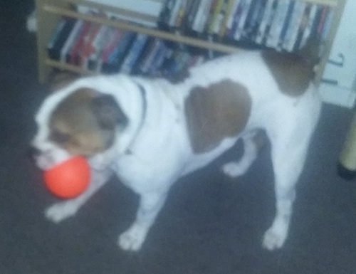 A white with brown Miniature English Bulldog is standing on a carpet in front of a rack of CDs and there is a bright orange ball in its mouth.