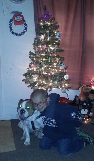 A white with brown Miniature English Bulldog is sitting in front of a lit Christmas tree next to a boy in red framed glasses.