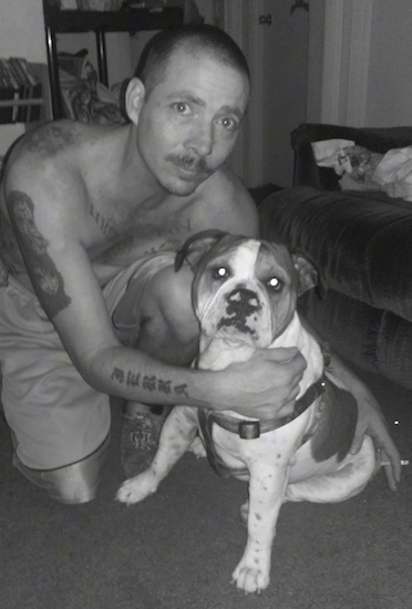 A white with brown Miniature English Bulldog is sitting on a carpet in front of a couch. There is a shirtless man next to it kneeling down and there is a cigarette in his other hand.