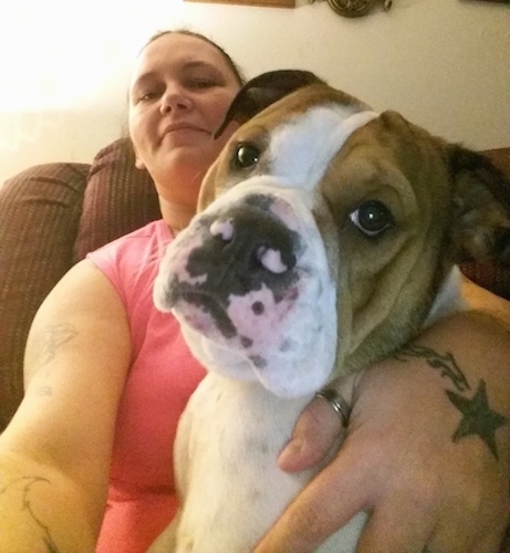 A white with brown Miniature English Bulldog is sitting in the lap of a lady sitting on a brown couch. The lady is taking a selfie.