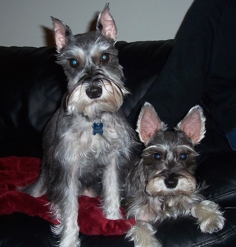 Front view - Two gray Miniature Schnauzers are sitting and laying on a black leather couch. Both dogs have perk ears, but one is more rounded and the other has pointy years.