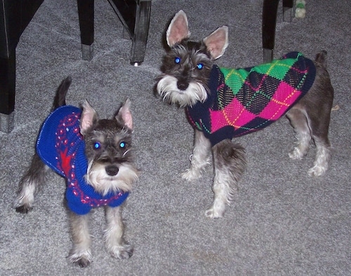 Buddy and Maddy the Miniature Schnauzers are standing on a carpet and wearing sweaters. One sweater is bright blue and red and the other is pink, green and black.