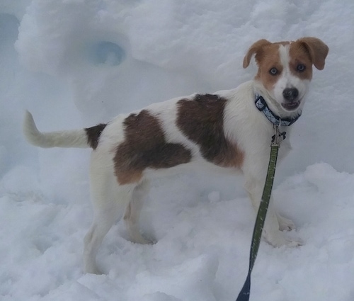 View from the side - A medium-sized, smooth-coated, rose eared, white with tan and brown mixed breed dog is standing outside in snow. Its mouth is open.