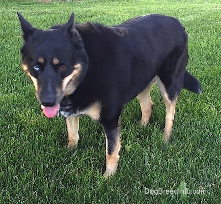 Front side view - A large breed, black with tan German Shepherd/Siberian Husky mix is standing in grass and looking forward. Its mouth is open and tongue is out. Its head is down.