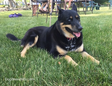 Front side view - A black with tan German Shepherd / Husky mix is laying in grass and it is looking to the right. Its mouth is open and its tongue is out. There is a table full of people in the background. It has one blue eye and one brown eye.
