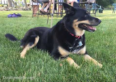 Front side view - A black with tan German Shepherd / Husky mix is laying in grass. Its mouth is open and its tongue is out and it is looking to the right showing off its one blue eye.