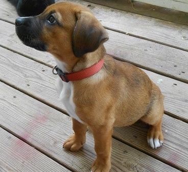 A red with white Boxer/Pug/Pitbull mix puppy is wearing a red collar sitting on a wooden porch and it is looking up and to the left.