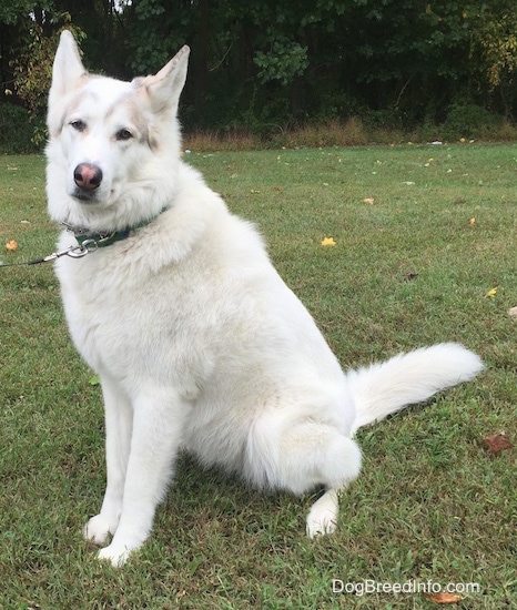Front side view - A white Native American Indian Dog is sitting in grass looking towards the camera with its head tilted to the right. The middle section of its nose is pink and the sides are black. There are trees behind it.
