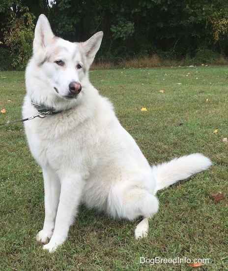 Front side view - A perk-eared, relaxed-looking, white with tan Native American Indian Dog is sitting in grass with its head tilted to the right. The sides of its nose are black and the middle section of its nose is pink.