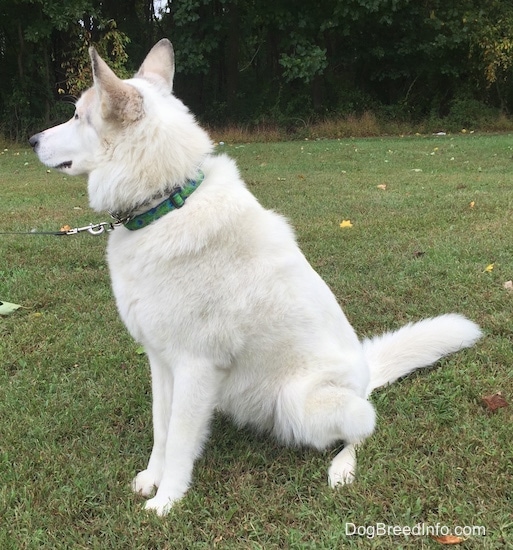 Side view - A white with tan Native American Indian Dog is wearing a green collar sitting in grass and it is looking forward. There are trees behind it.