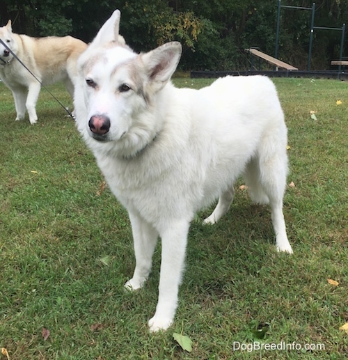 A white with tan Native American Indian Dog is standing in grass and behind it is another tan and white with black tips Native American Indian Dog.
