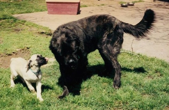 A long coat brown brindle Nebolish Mastiff is standing in grass looking down next to a small short coated tan with black Nebolish Mastiff puppy that is licking its nose. The puppy is looking up at the adult dog. There is a concrete patio behind them that has two medal dog bowls and a red dog house on it.