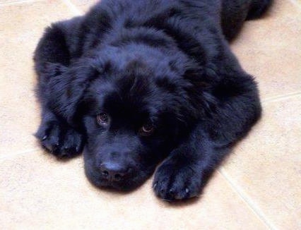A black Newfoundland puppy is laying down on a tan tiled floor and looking up.