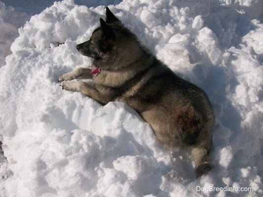 Tia the gray Norwegian Elkhound is laying in a mound of snow