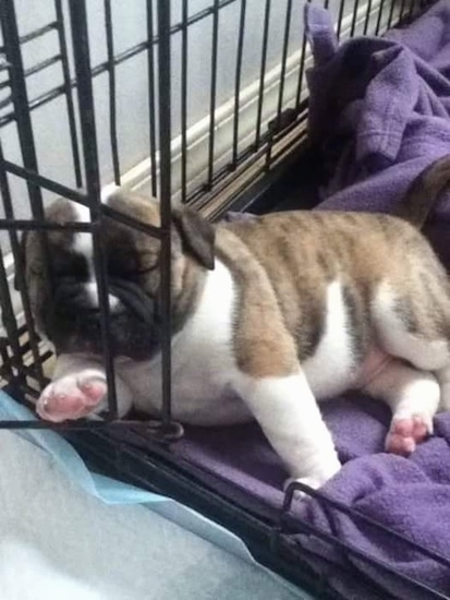 A pudgy, bully looking, tan brindle with white Old Anglican Bulldogge puppy sleeping in its dog crate on top of a purple blanket