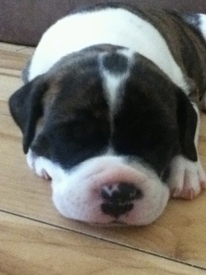 Front view - A tan brindle with white Old Anglican Bulldogge puppy sleeping on a hardwood floor angle close up to face