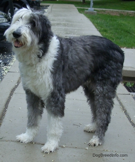 Side view of a shaved grey with white Old English Sheepdog standing on a sidewalk in front of a parking lot looking forward. Its mouth is open and it looks like it is smiling.