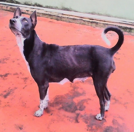 The left side of a perk-eared, short-haired, black with white Pariah Dog standing on a red concrete surface looking up and to the left. The dog's tail is up and ring curled over its back. Its teets are large as if it recently had a litter of puppies.
