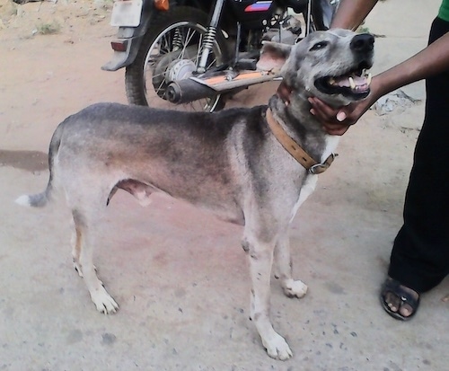 Side view - A short-haired, gray, black with white Pariah dog is standing on a rock surface with a person touching its neck looking up and to the right. Its mouth is open and it looks like it is smiling. There is a motorcycle behind it.