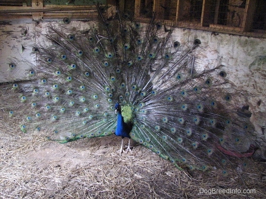 A Peacock standing in a barn and its train is up.
