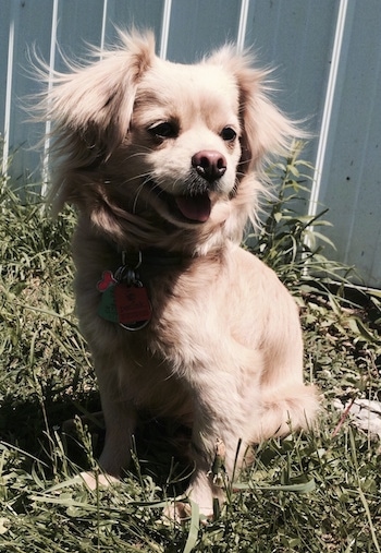 Front side view - A happy looking, tan Peke-a-poo is sitting in grass looking to the right. Its mouth is open and tongue is out. It has longer hair on its ears and around its neck.