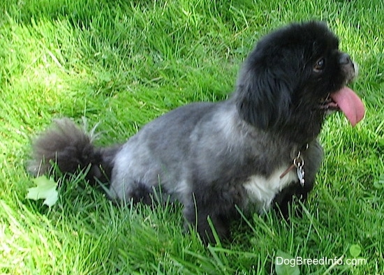 A black with white Pekingese is sitting in grass and it is looking to the right.