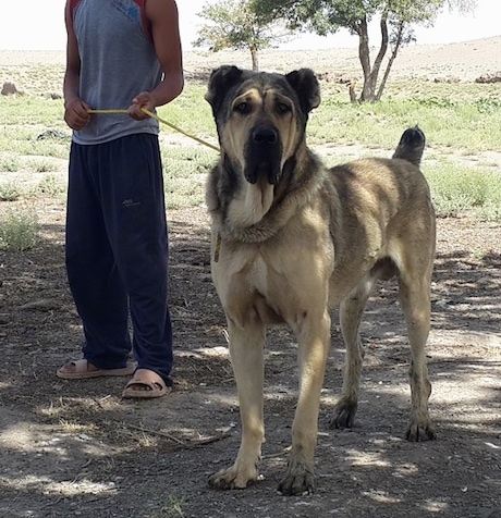 A tall, large breed, tan with black Persian Sarabi dog is standing under the shade of a tree in dirt and its head and tail is up. There is a boy dressed in black sweat pants, a light blue shirt and peach colored sandals behind it tightly holding its leash. The dog's ears are cropped small.