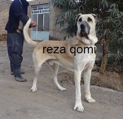 Front side veiw - A tall, large breed, tan with black Persian Sarabi Dog is standing in dirt and it is looking to the left. There is a person holding its leash behind it. The words - reza qomi - is overlayed on top of the dog. The dog's ears are cropped short.