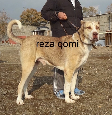 Side view - A tan with black Persian Sarabi Dog is standing in dirt and it is looking forward. The words - reza qomi - are overlayed. There is a man wearing gray pants, a black coat and blue sandals behind the dog holding its leash. THe dogs ears are cropped very small.