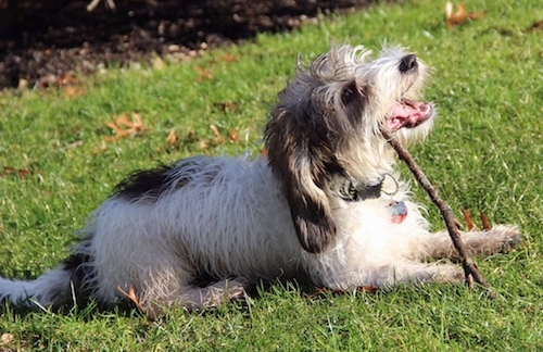 Side view - A shaggy-looking, white with black and tan Petit Basset Griffon Vendeen dog is laying outside in grass chewing on a stick.