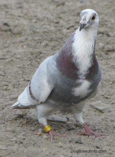 A white with grey and purple Pigeon is standing on dirt and it is looking to the left. It has a yellow ring tag on its left foot.