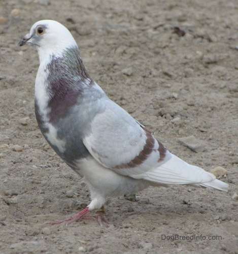 Left Profile - A white with grey and purple Pigeon is standing in dirt and it is looking to the left.