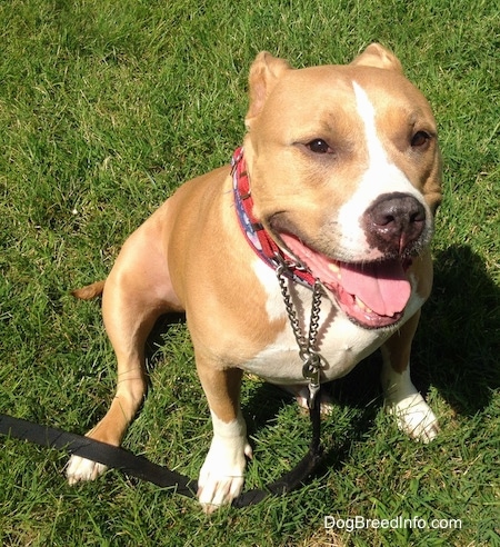 A tan with white Pit Bull is sitting on grass with its mouth open and tongue out looking happy