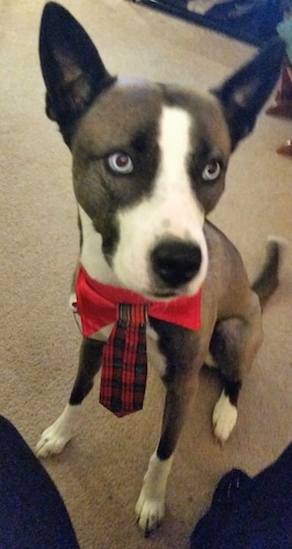 Close Up front view - A perk-eared, blue-eyed, short-haired, grey with white Pitsky is wearing a red and black tie looking up and to the right.