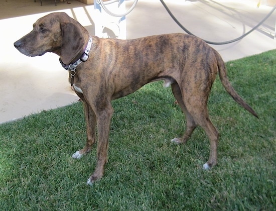 A long drop eared, long tailed, brown brindle with white Plott Hound is standing on grass and it is looking to the left. There is a porch behind it.